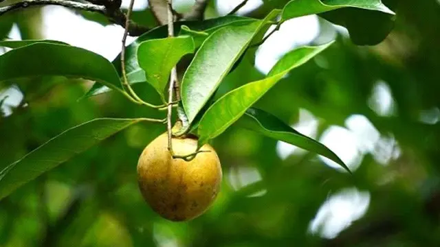 Bangkitkan Kejayaan Rempah, Kementan Dorong Tingkatkan Produktivitas Pala