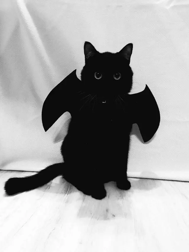 7 Potret Kostum Halloween Untuk Hewan Peliharaan Ini Kreatif Banget