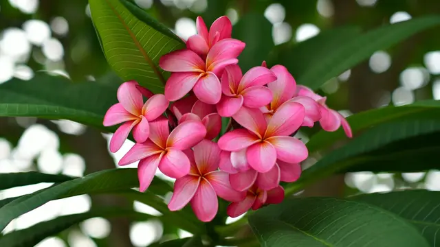 Kamboja