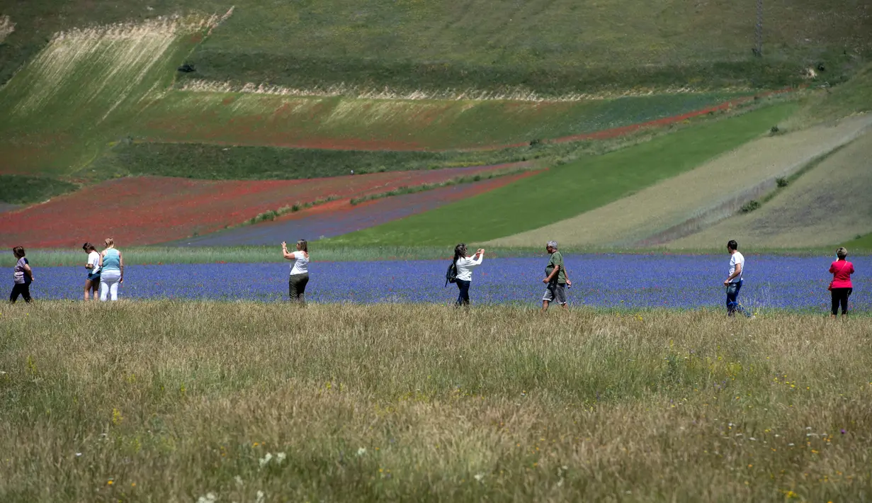 Wisatawan berjalan di tengah-tengah bunga yang sedang mekar dan ladang lentil di Castelluccio, sebuah desa kecil di wilayah Umbria, Italia tengah pada 6 Juli 2020. Setiap tahunnya antara Mei dan Juli, ribuan varietas bunga liar  bermekaran dan menjadi daya tarik wisatawan. (Tiziana FABI / AFP)