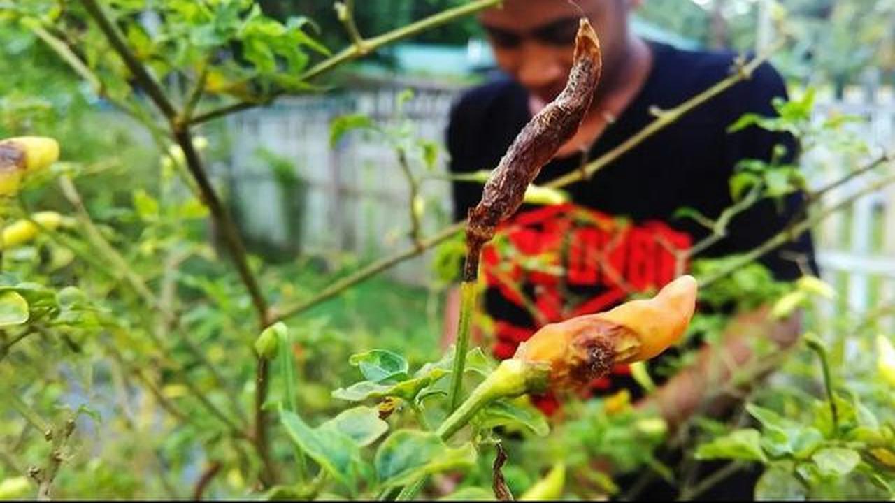 7 Sayuran Mudah Dirawat di Pot, Solusi Berkebun di Lahan Terbatas
