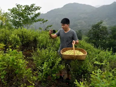 Penjual tanaman herbal membuat video promosi di ladang kamperfuli Jepang miliknya di Danfeng, Provinsi Shaanxi, China, 21 Juli 2020. Penjualan daring produk pertanian di wilayah itu mencatat kenaikan beberapa tahun terakhir berkat peningkatan infrastruktur e-commerce di pedesaan. (Xinhua/Liu Xiao)