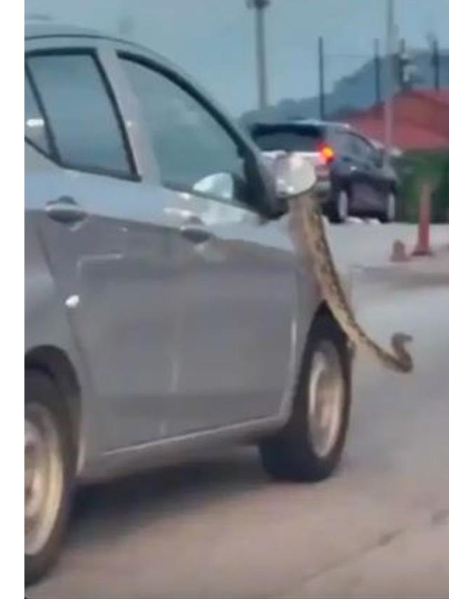 Ular Piton Santai di Atas Mobil yang Melaju, Diingatkan Pengendara Lain Pakai Klakson