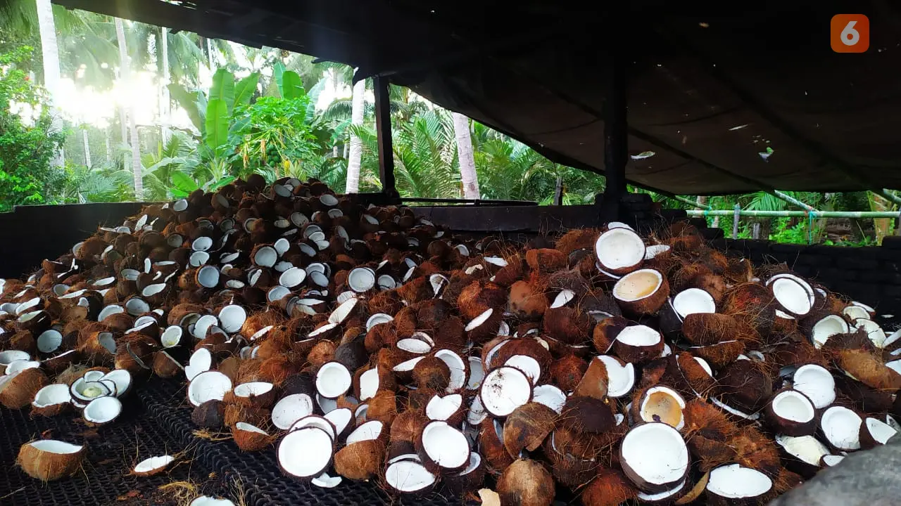 komoditas kelapa sulteng
