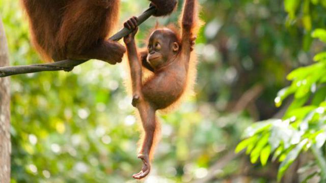 Ilustrasi orang utan