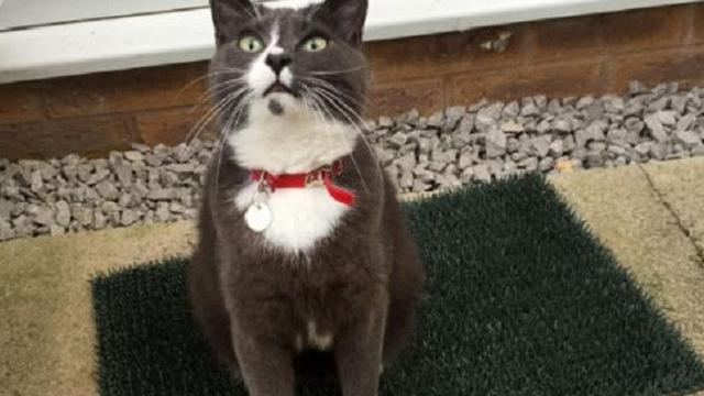 Milo, Kucing Lucu yang Senang Berburu Spons untuk Pemilknya