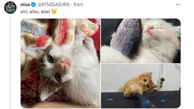 <p>Hari Kucing Sedunia, warganet berbagi foto-foto kucing menggemaskan di media sosial (Twitter @97nisaiurs)</p>