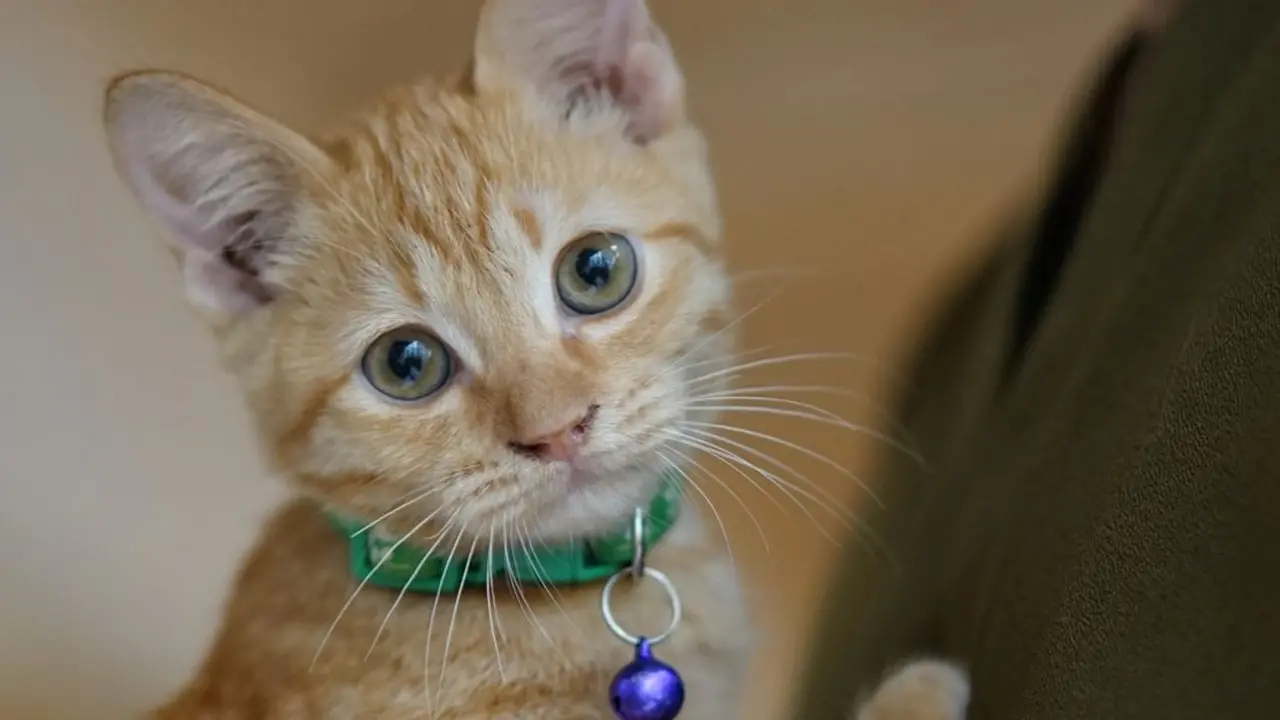 Kenalan dengan Momo, Si Kucing Manajer 'Sibuk' di Kafe Bergaya Japandi di Jaksel