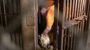 <p>Patrick Craig dari The Wild Animal Sanctuary merawat singa yang dibius sebelum dipindahkan di Mayaguez, Puerto Rico, Jumat (28/4/2023). Tempat ini merupakan satu-satunya kebun binatang di Puerto Rico. (AP Photo/Alejandro Granadillo)</p>