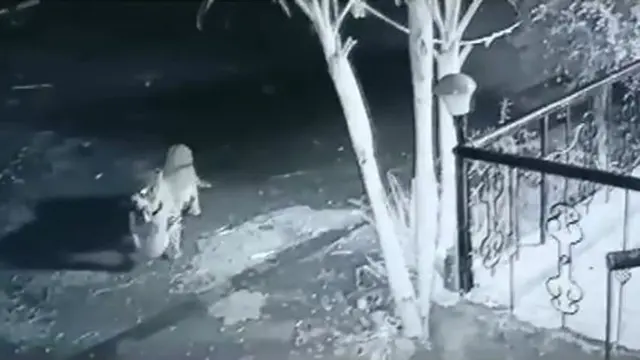 Macan tutul memburu anjing peliharaan