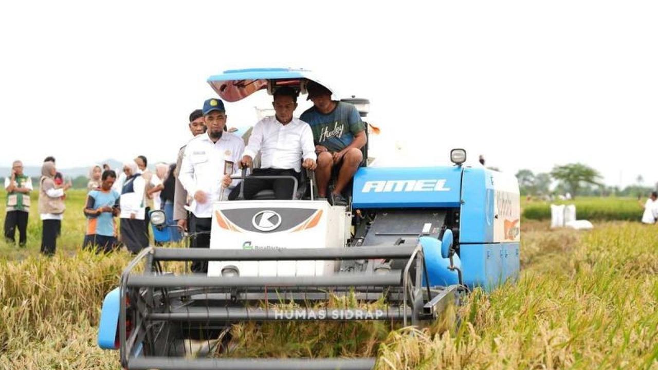Produksi Gabah Sidrap Melonjak 125 Ribu Ton, Target Swasembada Pangan Semakin Dekat