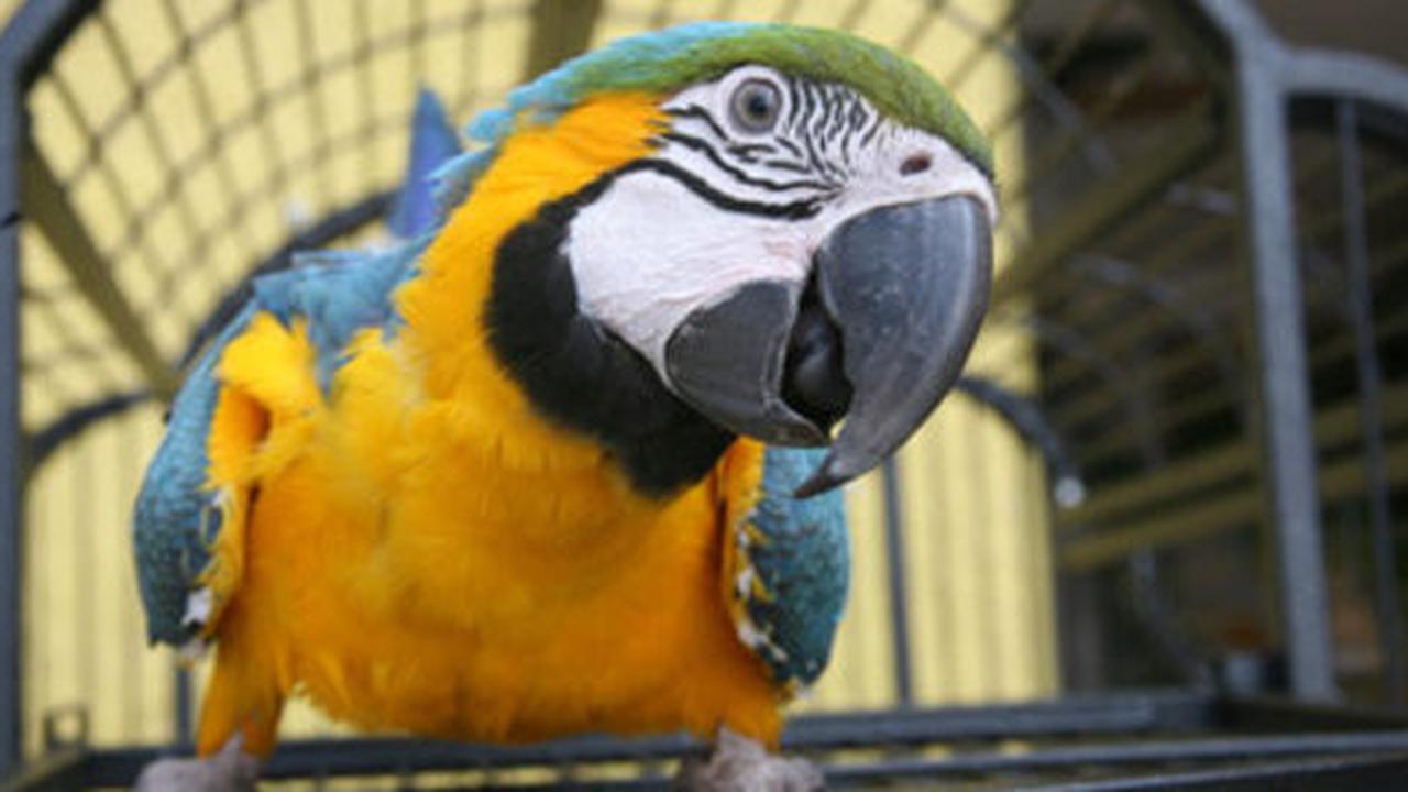 Mata hadap kiri-kanan, bagaimana cara burung melihat ke depan?