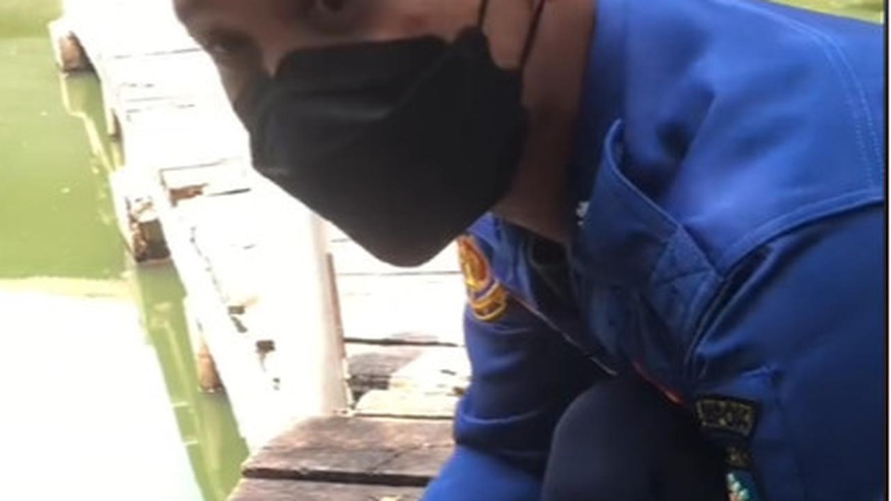 Viral Aksi Damkar Evakuasi Ikan Aligator di Kolam Sekolahan, Curi Perhatian