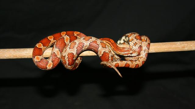 Corn Snake