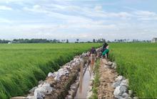 Tingkatkan Indeks Pertanaman, Kementan Lakukan Opla Rawa di Pinrang 500 Ha