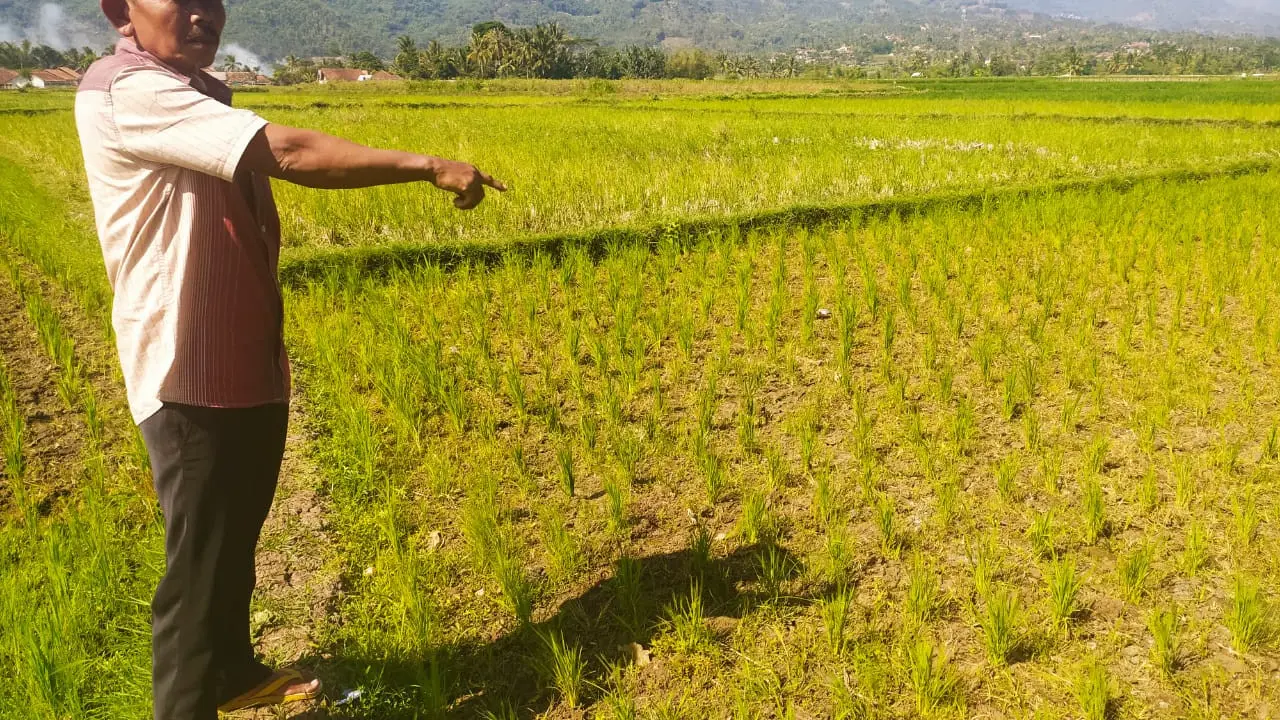Ketua Kelompk Tani 'Warga Tani' Dana Supriadi, tengah menunjukan area pesawahan di blok kampung Bangkonol, Sukawening, Garut, Jawa Barat, yang mulai mengering akibat ketiadaan sumber air seiring masuknya musim kemarau tahun ini.