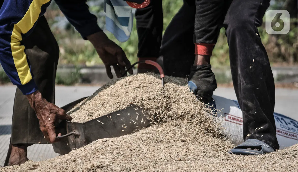 Petani memasukkan padi ke dalam karung usai dijemur di persawahan kawasan Rorotan, Jakarta, Rabu (29/7/2020). Cadangan beras pemerintah (CBP) diprediksi mampu untuk memenuhi kebutuhan beras dalam negeri di tengah pandemi Covid-19, bahkan hingga akhir tahun 2020. (merdeka.com/Iqbal S. Nugroho)