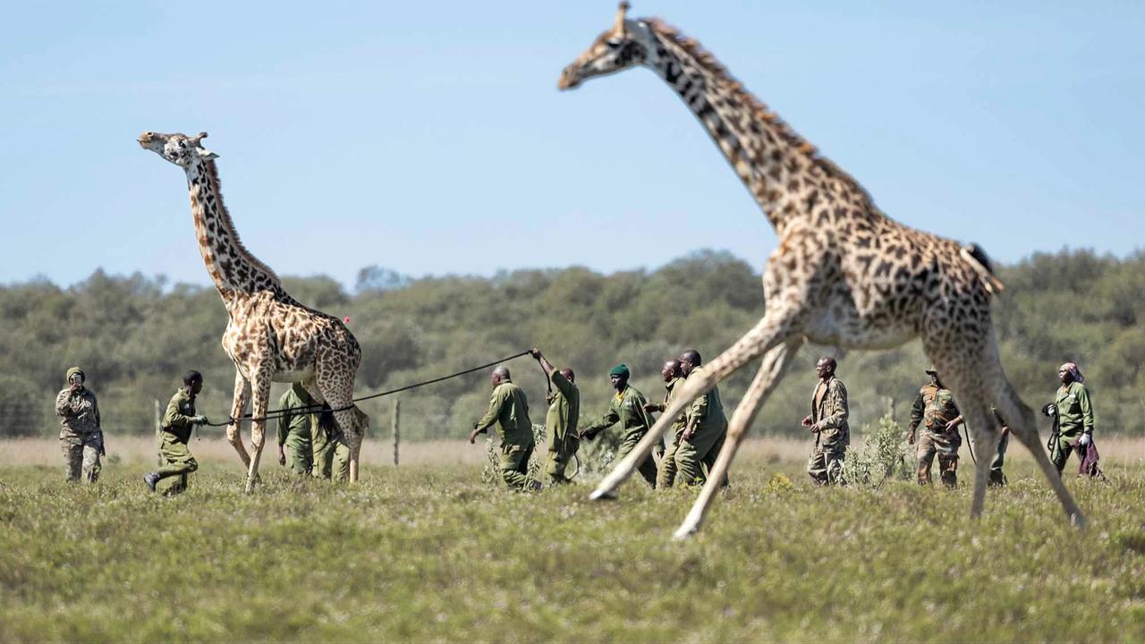 FOTO: Operasi Penyelamatan Jerapah Masai di Tengah Kerusakan Habitat