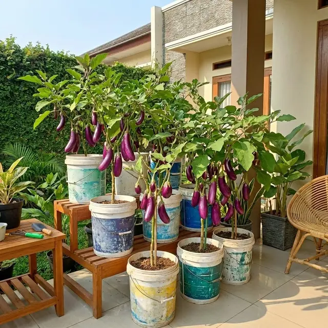 Ide Kebun Sayur di Rumah Modal Rp 100 Ribuan