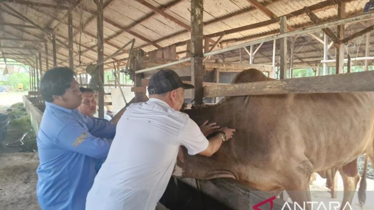Penajam Paser Utara Siapkan Ribuan Dosis Vaksin Antisipasi PMK Hewan Ternak Jelang Idul Adha