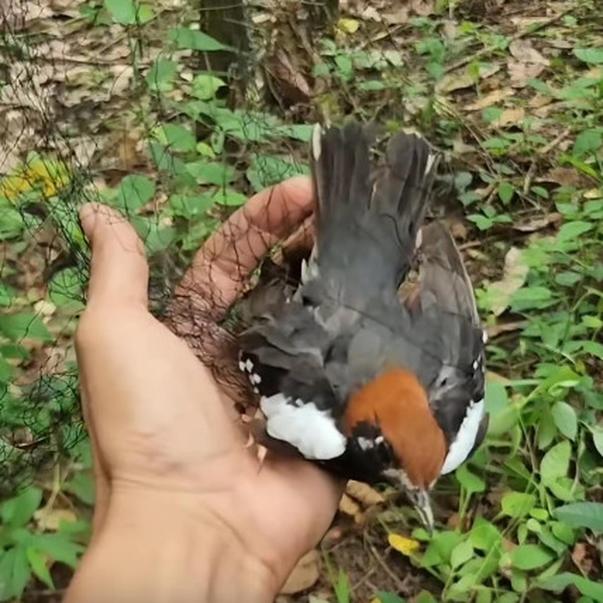 Canggih Pria Ini Tangkap Burung Anis Kembang yang Pernah Jadi Favorit Penghobi