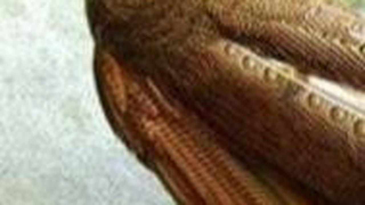 Burung Kuau Raja dari Zaman Purba yang Ditemukan di Indonesia, Ini Fakta Lengkapnya