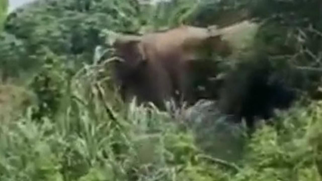 Gajah masuk perkebunan warga di Way Kambas