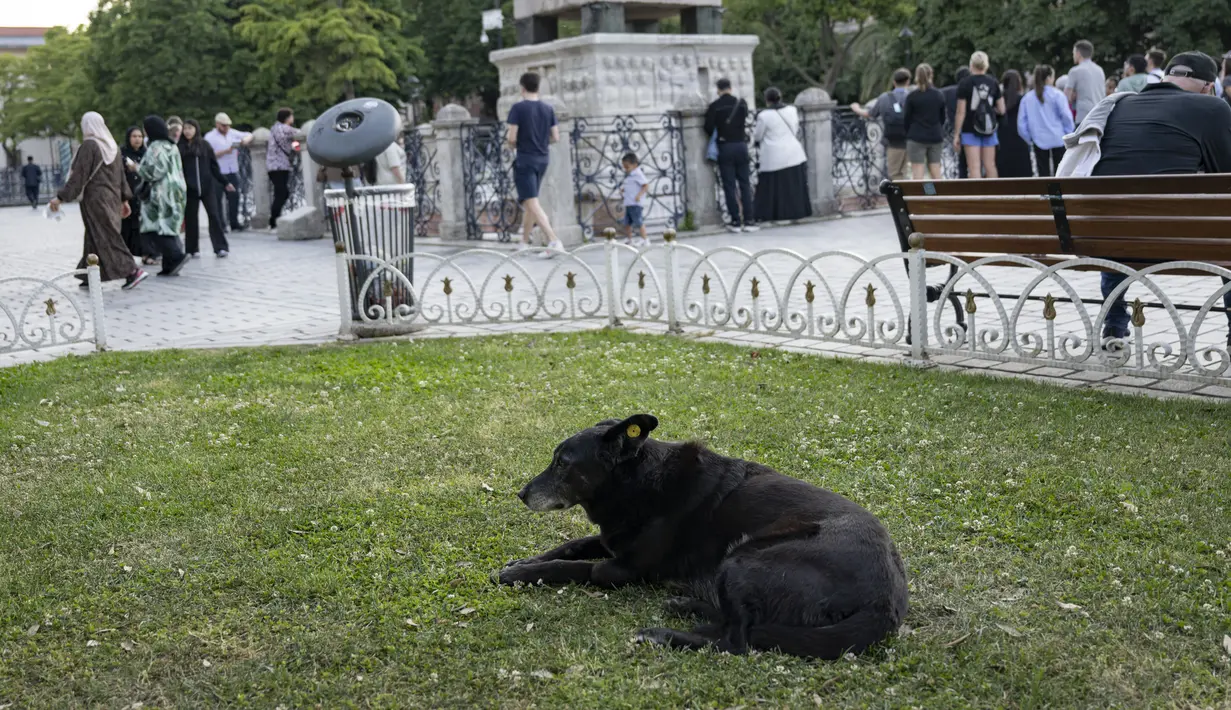 Pemerintah kota akan diberi waktu hingga tahun 2028 untuk untuk membangun tempat penampungan anjing atau memperbaiki tempat penampungan yang ada saat ini. (Yasin AKGUL / AFP)