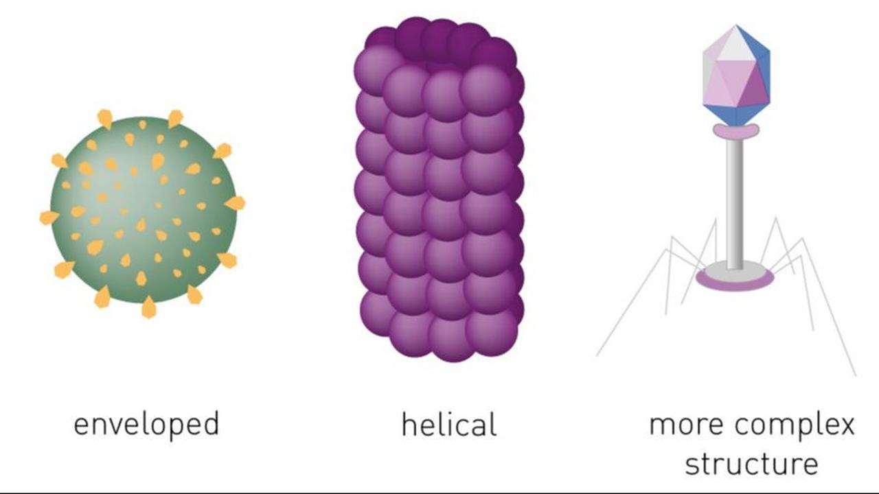 <b>Bentuk Virus</b><br>