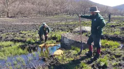 Foto pada 17 September 2020 di Canberra, Australia, ini menunjukkan para staf Taman Nasional Namadgi bekerja untuk memulihkan taman tersebut usai dilanda kebakaran hutan. Pohon-pohon yang hangus terbakar masih terlihat jelas di tempat tersebut. (Xinhua/Pemerintah Wilayah Ibu Kota Australia)