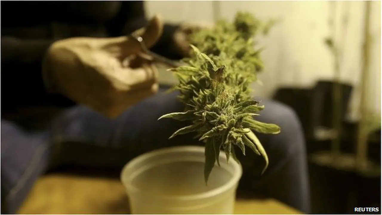 Ganja Boleh Dikonsumsi di Uruguay Pekan Depan