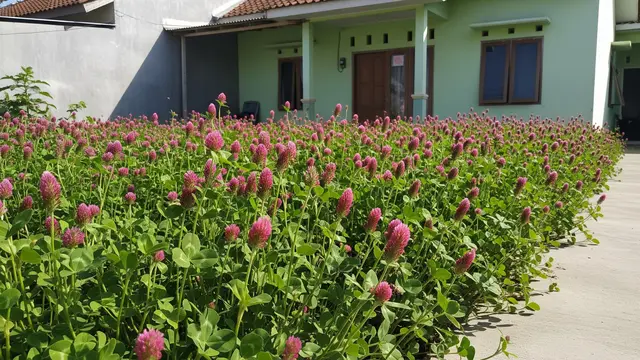 Kebun Rumah Mini dengan Tanaman Semanggi Merah