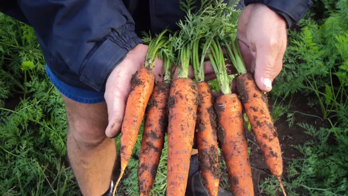 [Bintang] Mirip Manusia, Wortel Ini Bikin Ingat Sama Benda di Balik Celana!