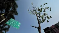 Pohon pule di Jalan Sudirman Kota Bandung. (Dok. Pemkot Bandung)