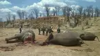 Sejumlah gajah tanpa kepala saat ditemukan petugas yang diyakini telah dibunuh oleh pemburu di Taman Nasional Hwange, Zimbabwe (26/10). Sedikitnya 22 ekor gajah ditemukan mati akibat diracun dengan sianida yang ditaburkan di kubangan. (REUTERS/Stringer)