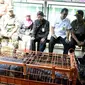 Sebanyak delapan ekor buaya dititipkan ke penangkaran buaya, Banyumas. (Foto: Liputan6.com/BKSDA Jateng/Muhamad Ridlo)