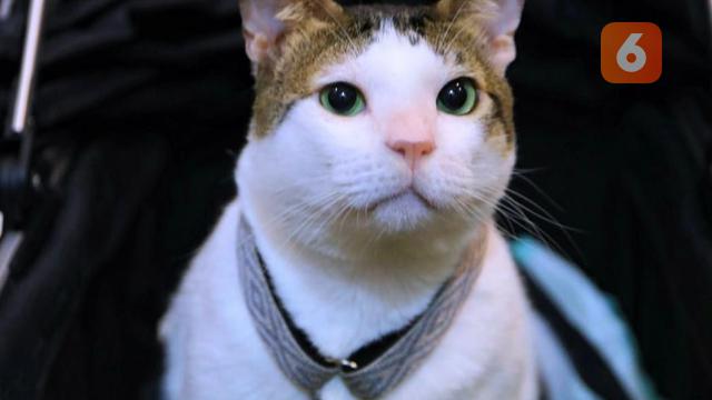 Bobby Kertanegara Kucing Viral dengan Ratusan Ribu Pengikut di Media Sosial