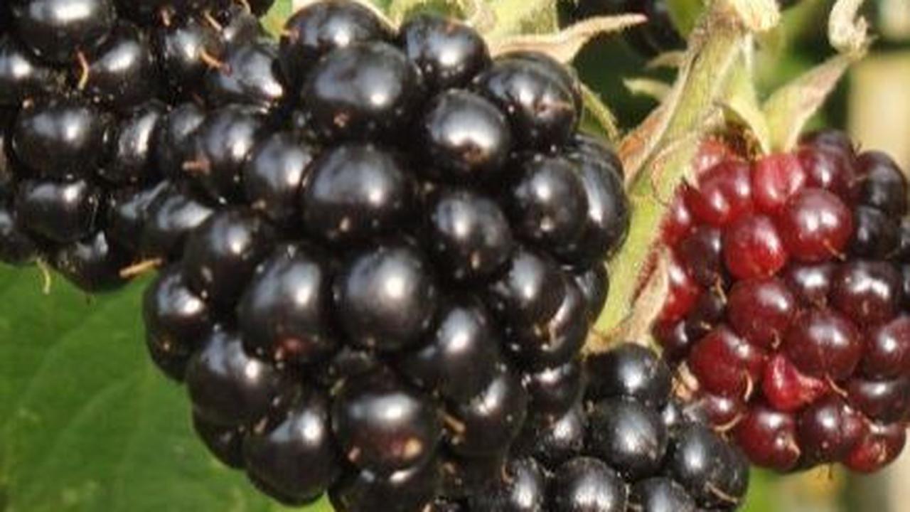 <b>Manfaat Boysenberry</b>