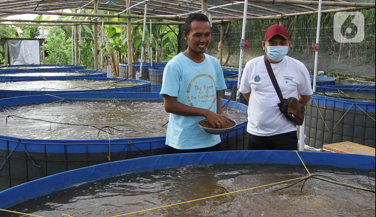 Manajer Program Ekosistem kelautan Yayasan KEHATI Toufik Alansar (kanan) bersawam perwakilan Masyarakat Pelestarian Hutan Pesisir (KMPHP) Mangrove Sarisaat meninjau kegiatan budi daya ikan nila sistem bioflok di Desa Kaliwlingi Kabupaten Brebes, Jawa Tengah (28/03/2022). (Liputan6.com/HO/Ading)