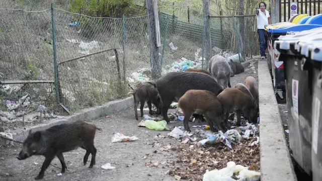 Babi Hutan Kelaparan Berkeliaran di Jalanan Roma