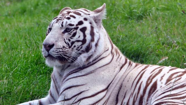 white tiger