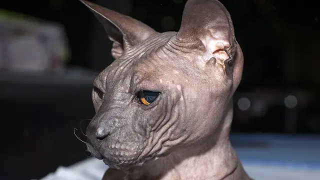 Kucing Donskoy