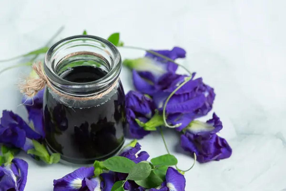 Cara Merebus Bunga Telang untuk Menurunkan Gula Darah hingga Hipertensi, Mudah dan Ampuh