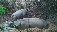 Melihat Badak Jawa dan Orangutan Masuk 10 Wisata Alam Liar Terbaik di Dunia