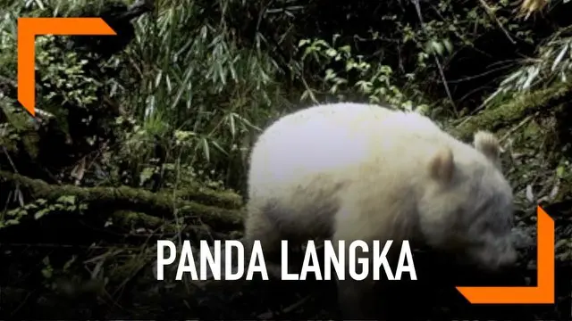 Seekor panda langka raksasa berkulit putih terekam kamera berkeliaran di Taman Nasional Wolong, China. Kemunculan ini adalah yang pertama kali sepanjang sejarah.