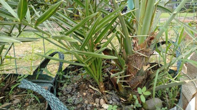 Mendulang Rupiah Dari Budi Daya Kurma Tropis Di Indonesia