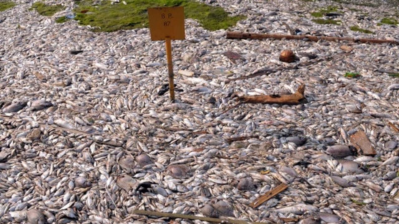 Jutaan ekor ikan berbagai jenis mati misterius di Pantai Ancol