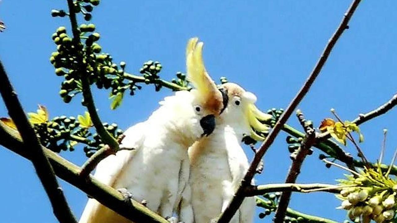 Fakta Menarik Burung Kakatua Jambul Kuning Abbotti, Satwa Endemik Sumenep yang Jadi Perhatian Dunia