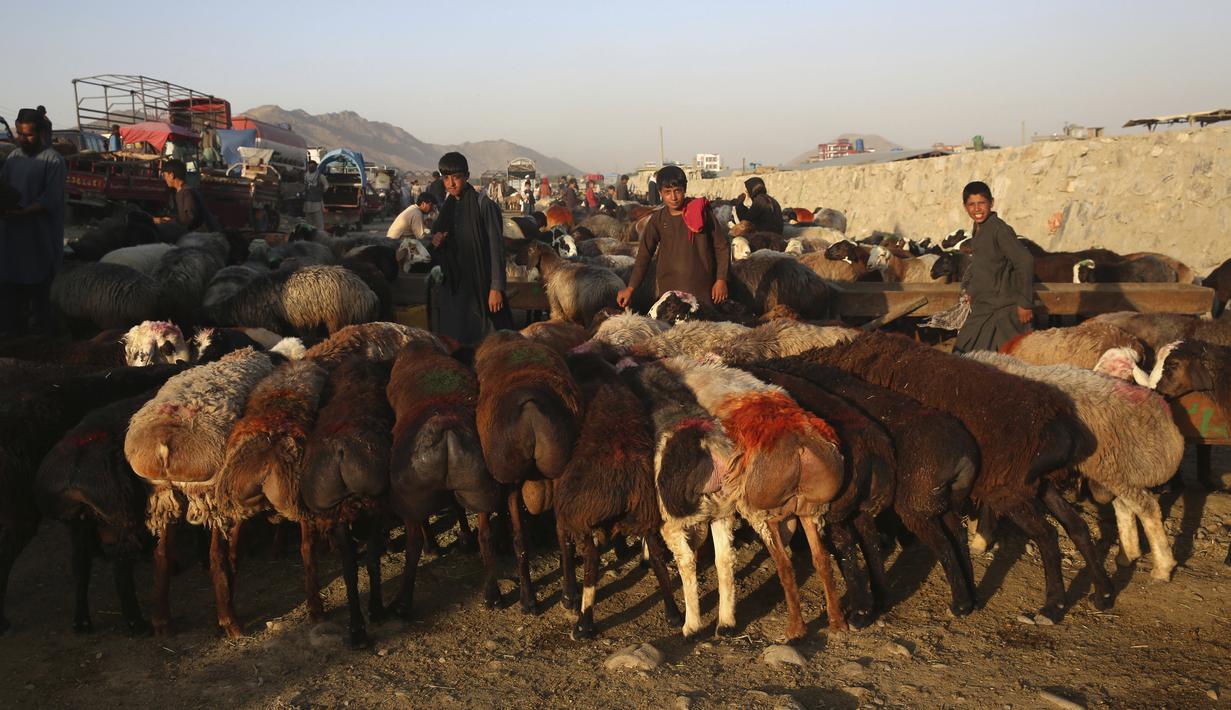 Pedagang memajang hewan ternak yang dijual jelang Hari Raya Idul Adha di Kabul, Afghanistan, Senin (27/7/2020). Idul Adha memperingati kisah Nabi Ibrahim atas kesediaan untuk mengorbankan putranya sebagai kepatuhan kepada Tuhan. (AP Photo/Rahmat Gul)