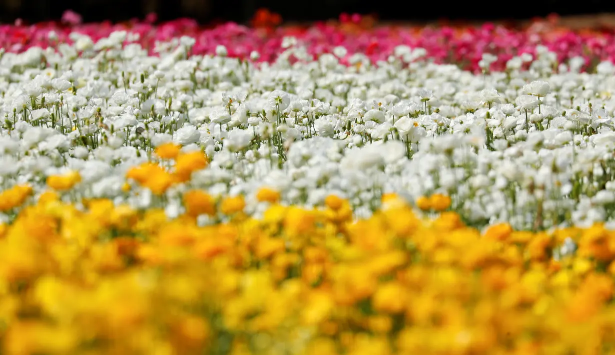 Bunga giant recolote ranunculus bermekaran di The Flower Field, Carlsbad Ranch, California, Kamis (21/3/2019). Memiliki luas sebesar 50 hektare, taman bunga ini dibuka setiap tahunnya pada musim semi. (REUTERS/Mike Blake)